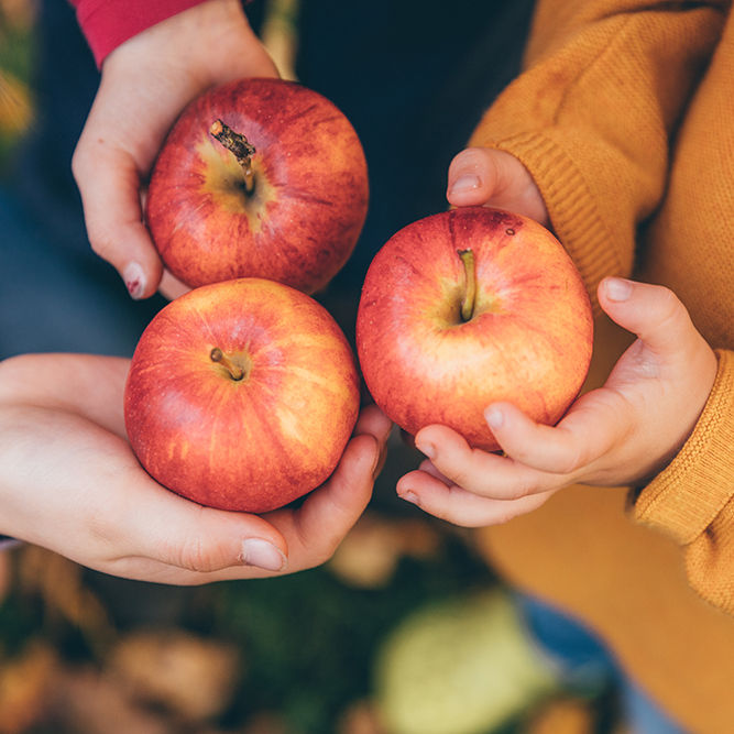 kids in an orchard holding red apples